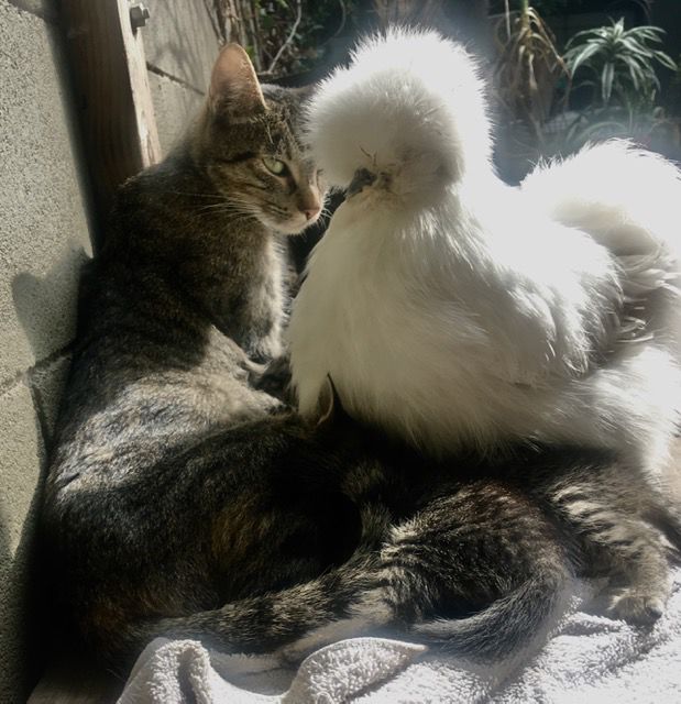 chickens and kittens photo by anne hars.jpg